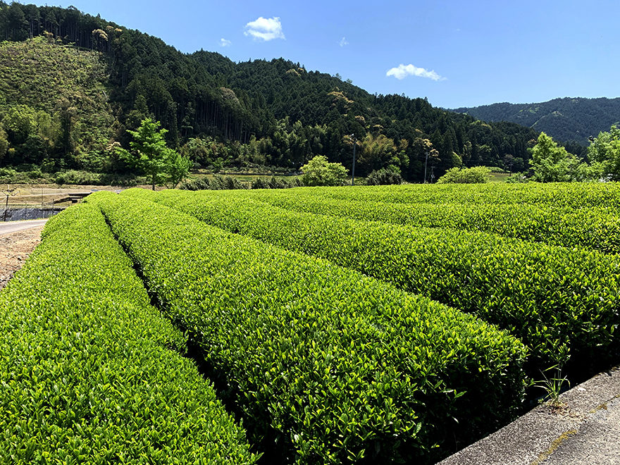 のどかな緑茶畑コース